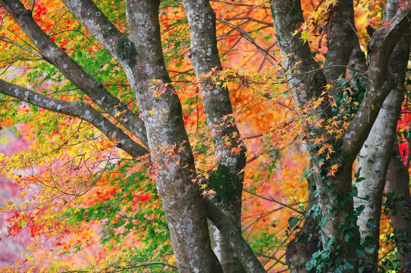 養老渓谷の紅葉の見ごろは？